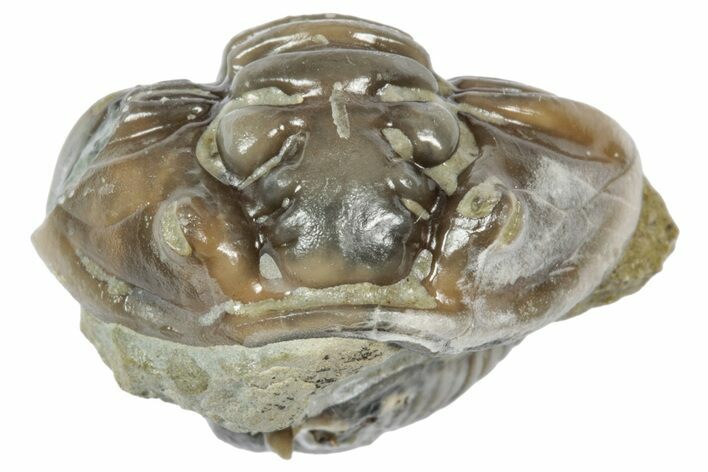 Wide Enrolled Flexicalymene Trilobite - Mt Orab, Ohio #358127